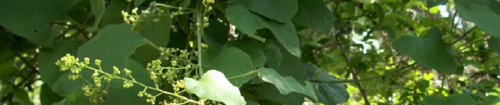 Green-Leaves